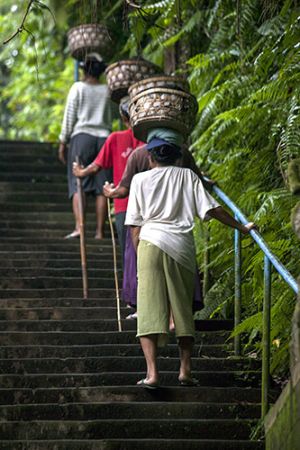 Soil Carriers of Ubud  